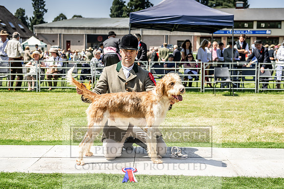 Builth Hound Show 2019-123