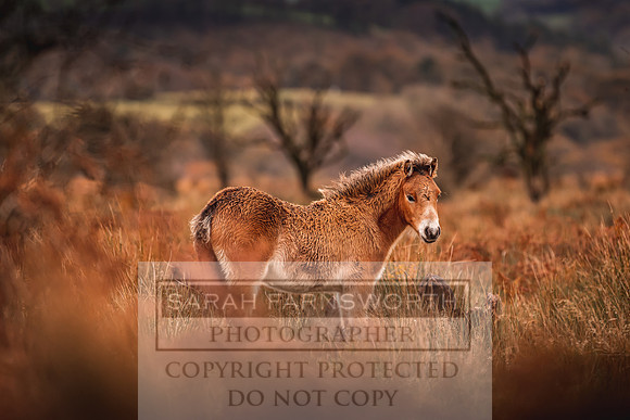 Exmoor Autumn 2020-26