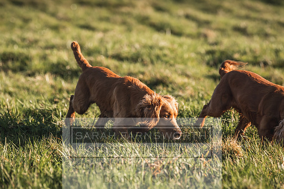 Avonmeadow Stud Dogs-39