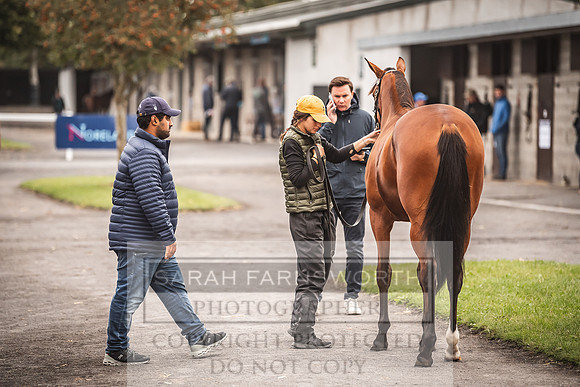 Goffs Orby 2022 Day 1-77