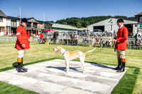 Builth Hound Show 2019-10