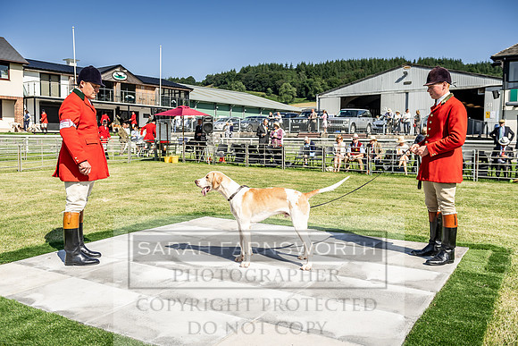 Builth Hound Show 2019-10