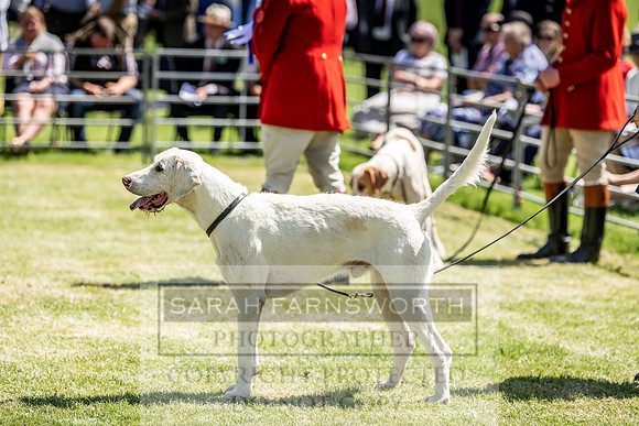 Builth Hound Show 2019-114