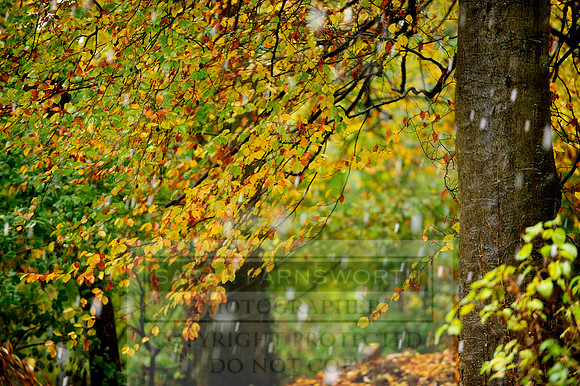 Autumn Snow 020