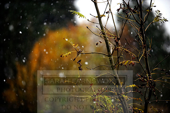 Autumn Snow 003