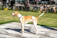 Builth Hound Show 2019-8