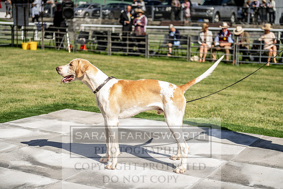 Builth Hound Show 2019-8