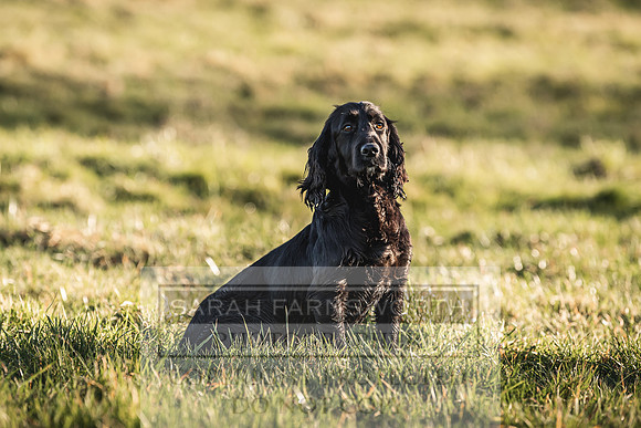 Avonmeadow Stud Dogs-91