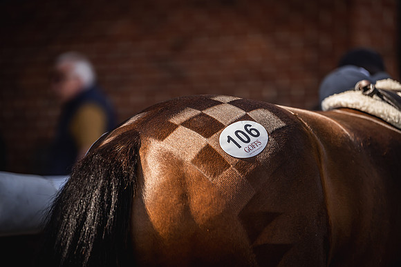 Goffs UK Breeze Up 2022-285