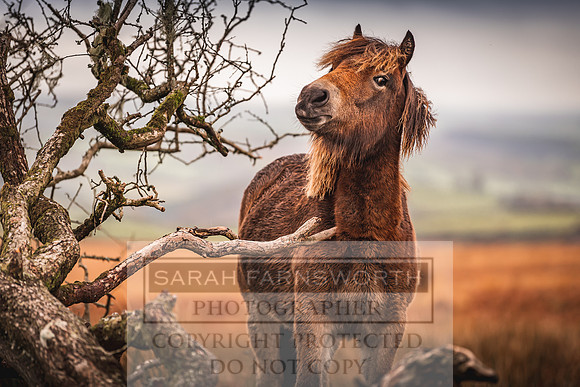 Exmoor Autumn 2020-36