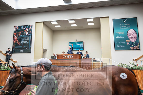 Goffs UK PY24-105