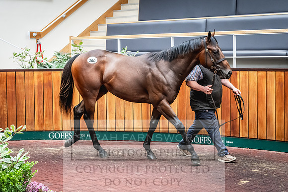 Goffs UK PY24-396