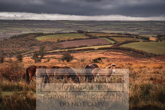 Exmoor Autumn 2020-29