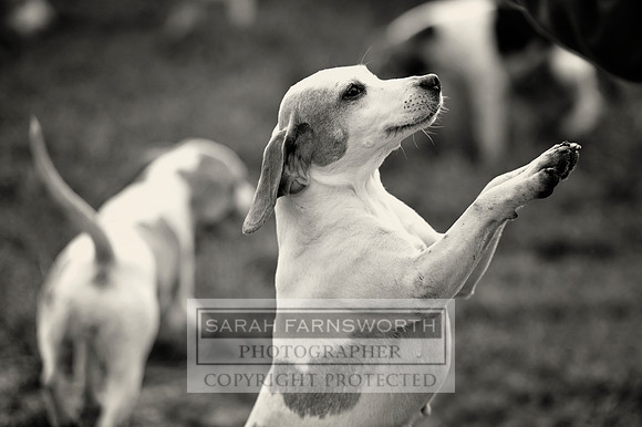 RCB 020114 CF2 012 bw
