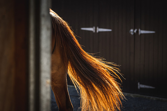 Goffs UK Breeze Up 2022-135
