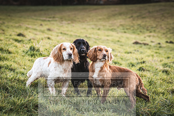 Avonmeadow Stud Dogs-128