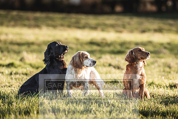 Avonmeadow Stud Dogs-76