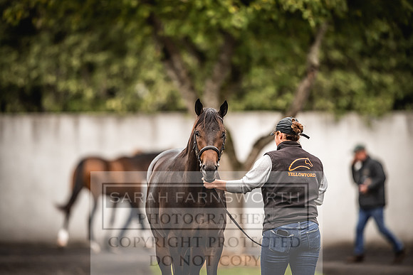 Goffs Orby 2022 Day 1-33