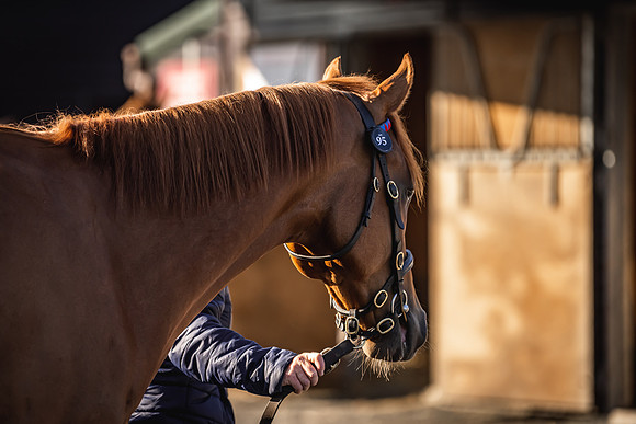 Goffs UK Breeze Up 2022-4