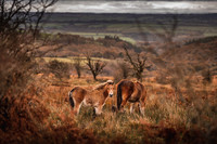Exmoor Autumn 2020-19
