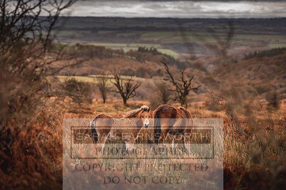 Exmoor Autumn 2020-19