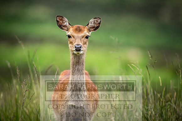 Sika Wicklow Mountains-3