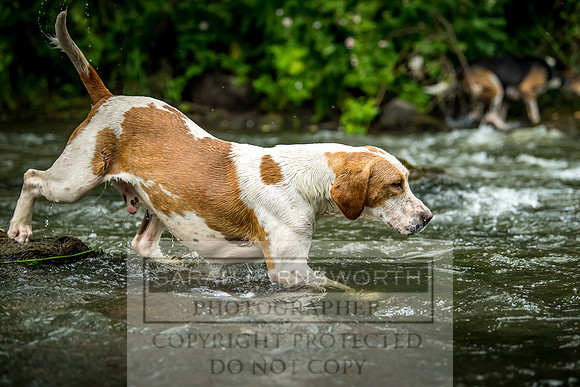 Desmond Minkhounds June 2018-19