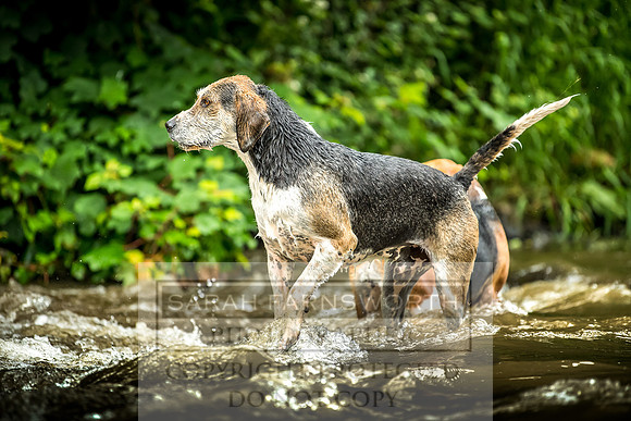 Desmond Minkhounds June 2018-15