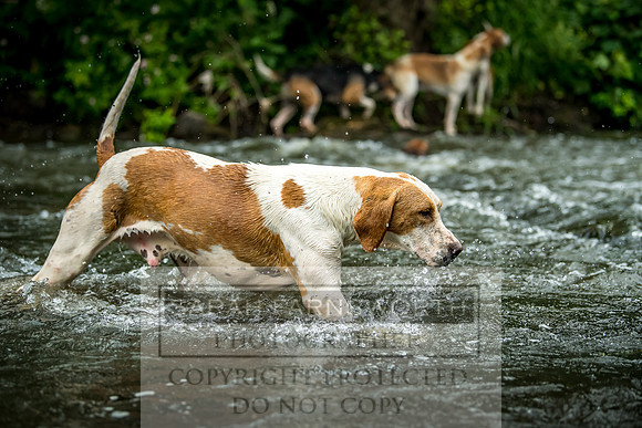 Desmond Minkhounds June 2018-20