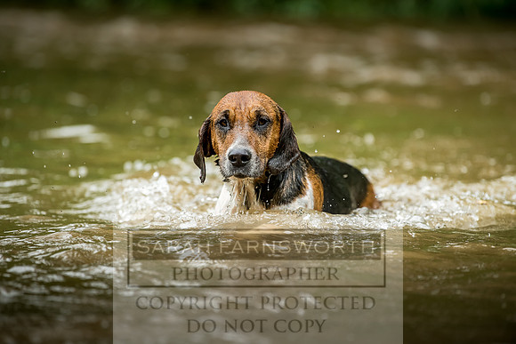 Desmond Minkhounds June 2018-8