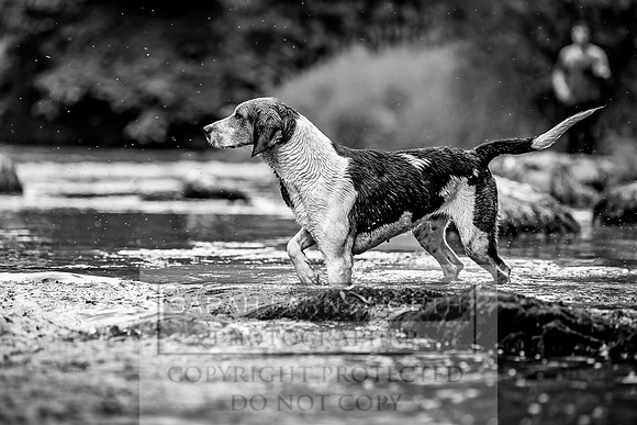 Desmond Minkhounds June 2018-9
