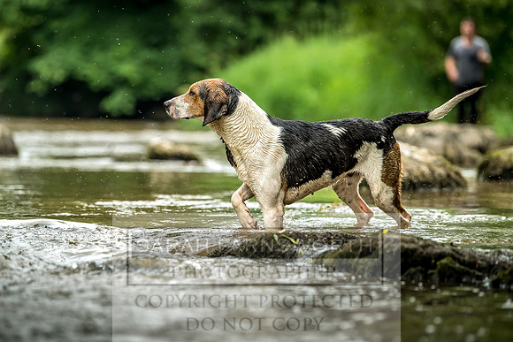 Desmond Minkhounds June 2018-10