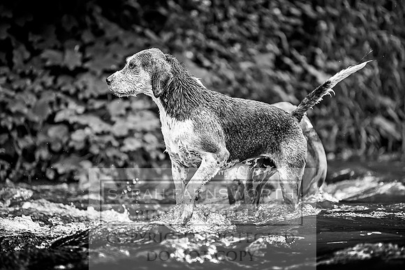 Desmond Minkhounds June 2018-14