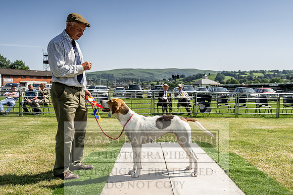 Builth Hound Show 2019-174