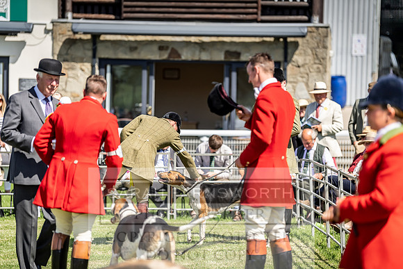 Builth Hound Show 2019-49