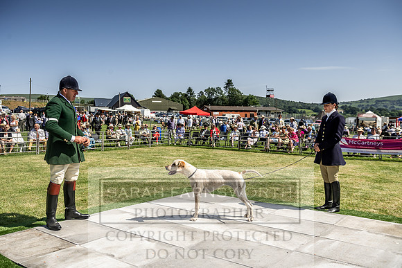 Builth Hound Show 2019-167