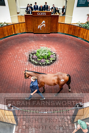 Goffs UK PY24-380