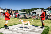 Builth Hound Show 2019-11