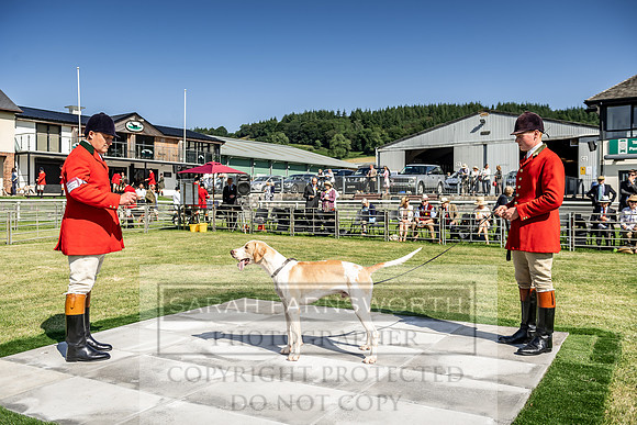 Builth Hound Show 2019-11