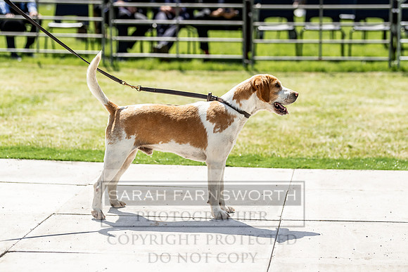 Builth Hound Show 2019-100