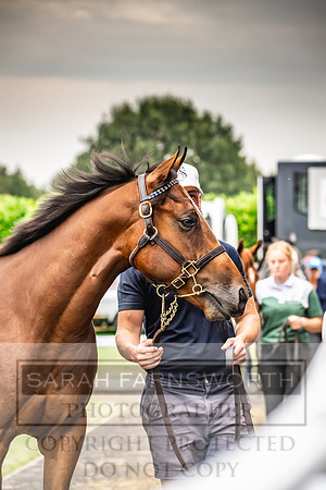 Goffs UK PY24-552