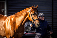 Goffs UK Breeze Up 2022-10
