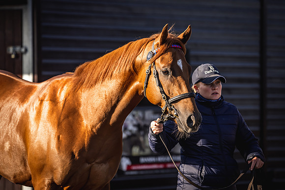 Goffs UK Breeze Up 2022-10