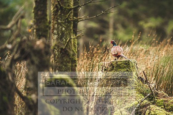 Scotland October 2019-3