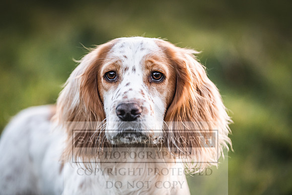 Avonmeadow Stud Dogs-140