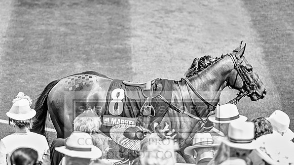 GUK Goodwood Sale 2019-5