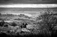 Exmoor Autumn 2020-3
