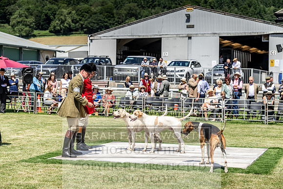 Builth Hound Show 2019-130