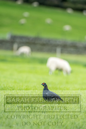 Grouse in Teesdale-4