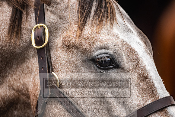 Goffs UK PY24-57